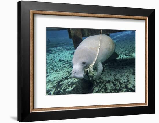 A Manatee Gnawing on the Dock Line at Fanning Springs State Park, Florida-Stocktrek Images-Framed Photographic Print