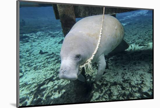 A Manatee Gnawing on the Dock Line at Fanning Springs State Park, Florida-Stocktrek Images-Mounted Photographic Print