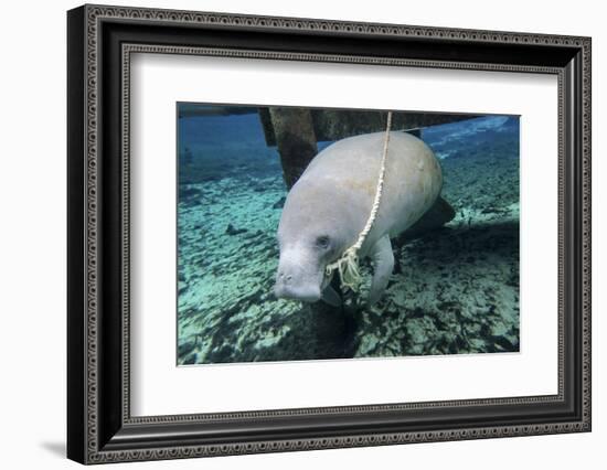 A Manatee Gnawing on the Dock Line at Fanning Springs State Park, Florida-Stocktrek Images-Framed Photographic Print