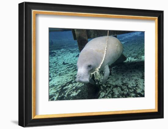 A Manatee Gnawing on the Dock Line at Fanning Springs State Park, Florida-Stocktrek Images-Framed Photographic Print