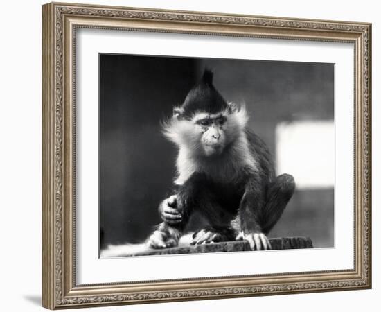 A Mangabey Monkey, Freckles, at ZSL London Zoo, from July 1925-Frederick William Bond-Framed Photographic Print