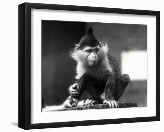 A Mangabey Monkey, Freckles, at ZSL London Zoo, from July 1925-Frederick William Bond-Framed Photographic Print