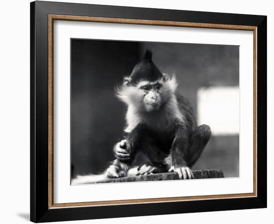 A Mangabey Monkey, Freckles, at ZSL London Zoo, from July 1925-Frederick William Bond-Framed Photographic Print