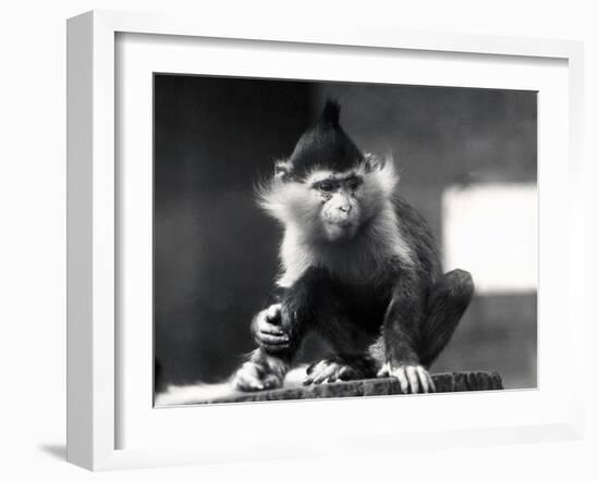 A Mangabey Monkey, Freckles, at ZSL London Zoo, from July 1925-Frederick William Bond-Framed Photographic Print