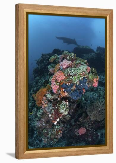 A Manta Ray Swimming Above a Colorful Reef in Indonesia-Stocktrek Images-Framed Premier Image Canvas