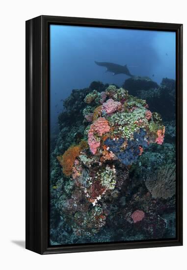 A Manta Ray Swimming Above a Colorful Reef in Indonesia-Stocktrek Images-Framed Premier Image Canvas