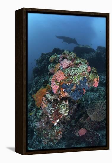 A Manta Ray Swimming Above a Colorful Reef in Indonesia-Stocktrek Images-Framed Premier Image Canvas