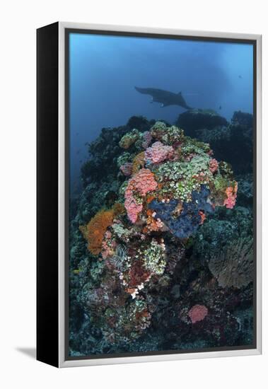 A Manta Ray Swimming Above a Colorful Reef in Indonesia-Stocktrek Images-Framed Premier Image Canvas