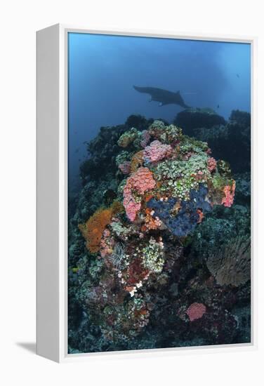 A Manta Ray Swimming Above a Colorful Reef in Indonesia-Stocktrek Images-Framed Premier Image Canvas