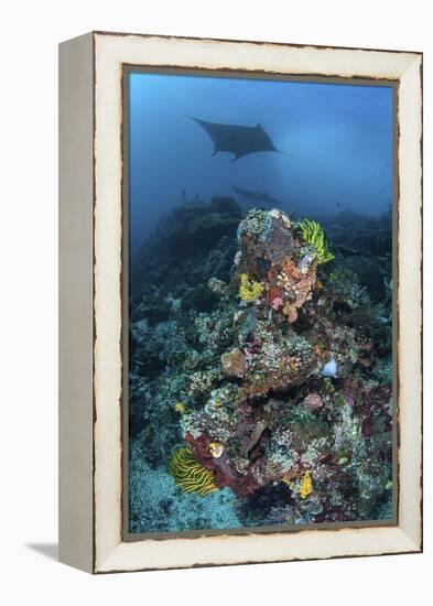 A Manta Ray Swimming Above a Colorful Reef in Indonesia-Stocktrek Images-Framed Premier Image Canvas