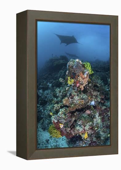 A Manta Ray Swimming Above a Colorful Reef in Indonesia-Stocktrek Images-Framed Premier Image Canvas