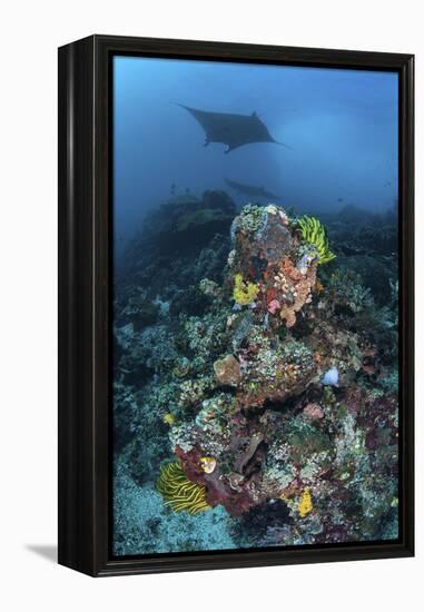 A Manta Ray Swimming Above a Colorful Reef in Indonesia-Stocktrek Images-Framed Premier Image Canvas