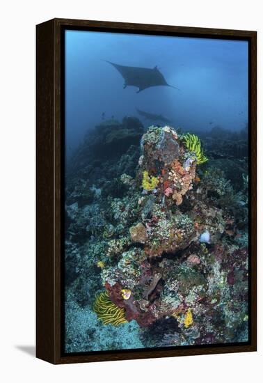 A Manta Ray Swimming Above a Colorful Reef in Indonesia-Stocktrek Images-Framed Premier Image Canvas