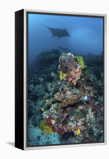 A Manta Ray Swimming Above a Colorful Reef in Indonesia-Stocktrek Images-Framed Premier Image Canvas