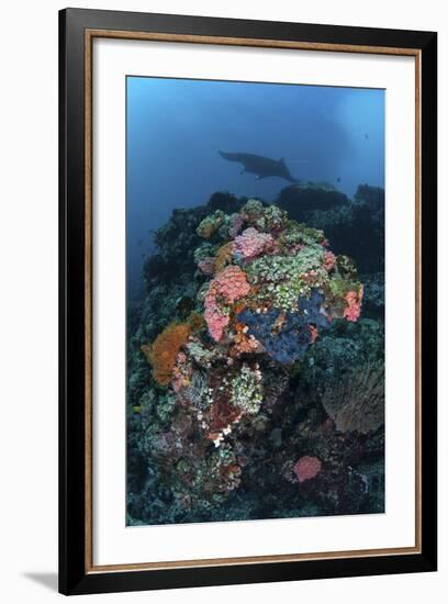 A Manta Ray Swimming Above a Colorful Reef in Indonesia-Stocktrek Images-Framed Photographic Print