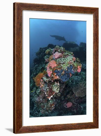 A Manta Ray Swimming Above a Colorful Reef in Indonesia-Stocktrek Images-Framed Photographic Print