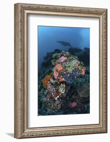 A Manta Ray Swimming Above a Colorful Reef in Indonesia-Stocktrek Images-Framed Photographic Print