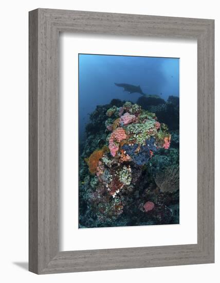 A Manta Ray Swimming Above a Colorful Reef in Indonesia-Stocktrek Images-Framed Photographic Print