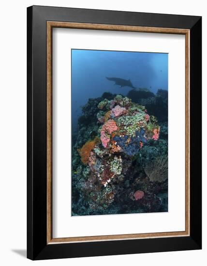 A Manta Ray Swimming Above a Colorful Reef in Indonesia-Stocktrek Images-Framed Photographic Print