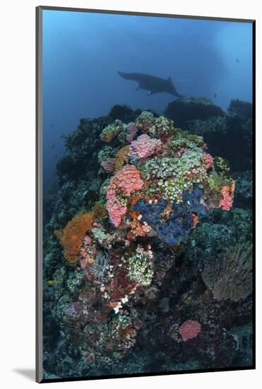 A Manta Ray Swimming Above a Colorful Reef in Indonesia-Stocktrek Images-Mounted Photographic Print