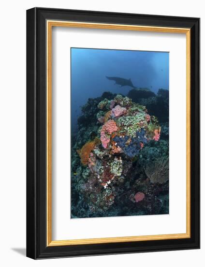 A Manta Ray Swimming Above a Colorful Reef in Indonesia-Stocktrek Images-Framed Photographic Print