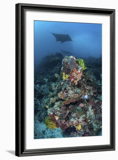 A Manta Ray Swimming Above a Colorful Reef in Indonesia-Stocktrek Images-Framed Photographic Print