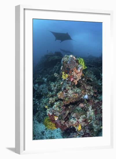 A Manta Ray Swimming Above a Colorful Reef in Indonesia-Stocktrek Images-Framed Photographic Print