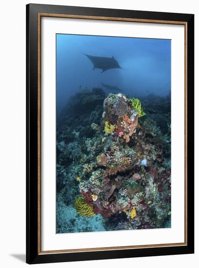 A Manta Ray Swimming Above a Colorful Reef in Indonesia-Stocktrek Images-Framed Photographic Print