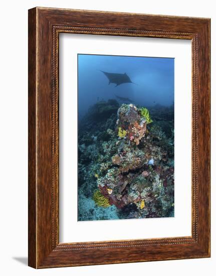 A Manta Ray Swimming Above a Colorful Reef in Indonesia-Stocktrek Images-Framed Photographic Print