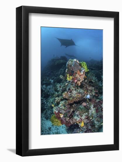 A Manta Ray Swimming Above a Colorful Reef in Indonesia-Stocktrek Images-Framed Photographic Print