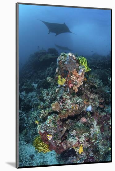 A Manta Ray Swimming Above a Colorful Reef in Indonesia-Stocktrek Images-Mounted Photographic Print