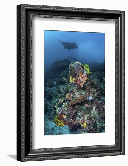 A Manta Ray Swimming Above a Colorful Reef in Indonesia-Stocktrek Images-Framed Photographic Print