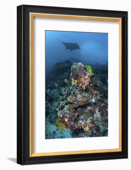 A Manta Ray Swimming Above a Colorful Reef in Indonesia-Stocktrek Images-Framed Photographic Print