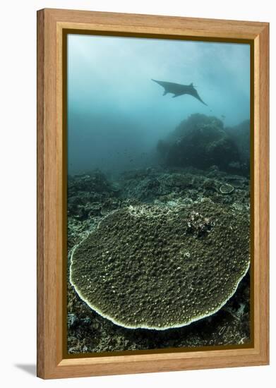 A Manta Ray Swimming Through a Current-Swept Channel in Indonesia-Stocktrek Images-Framed Premier Image Canvas