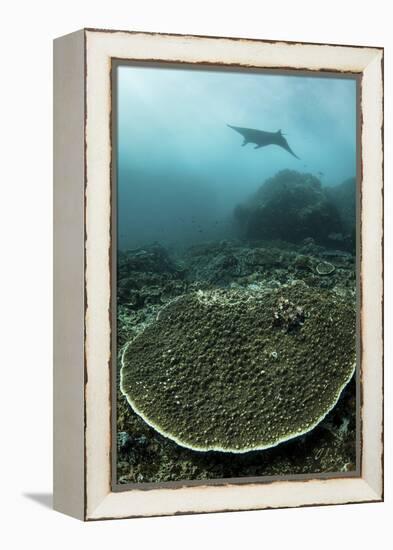 A Manta Ray Swimming Through a Current-Swept Channel in Indonesia-Stocktrek Images-Framed Premier Image Canvas