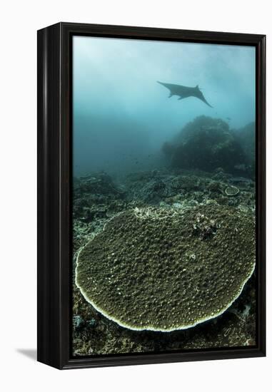 A Manta Ray Swimming Through a Current-Swept Channel in Indonesia-Stocktrek Images-Framed Premier Image Canvas