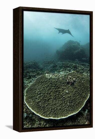 A Manta Ray Swimming Through a Current-Swept Channel in Indonesia-Stocktrek Images-Framed Premier Image Canvas