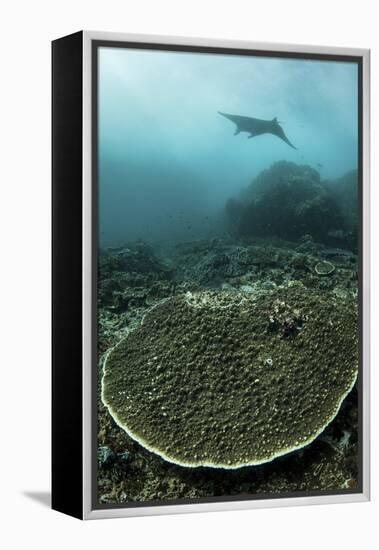 A Manta Ray Swimming Through a Current-Swept Channel in Indonesia-Stocktrek Images-Framed Premier Image Canvas