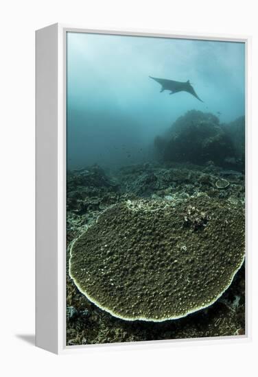 A Manta Ray Swimming Through a Current-Swept Channel in Indonesia-Stocktrek Images-Framed Premier Image Canvas