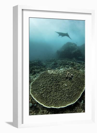 A Manta Ray Swimming Through a Current-Swept Channel in Indonesia-Stocktrek Images-Framed Premium Photographic Print