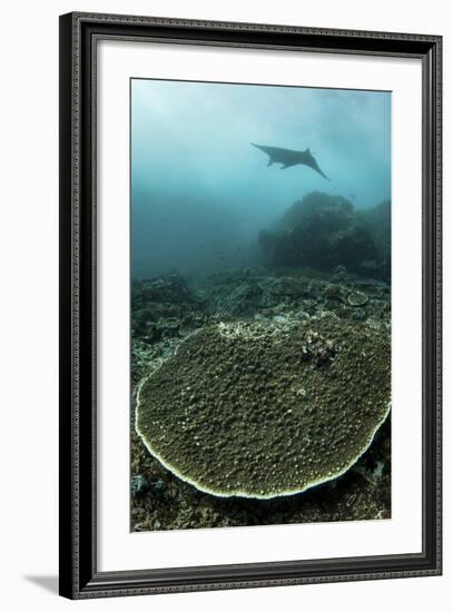 A Manta Ray Swimming Through a Current-Swept Channel in Indonesia-Stocktrek Images-Framed Photographic Print