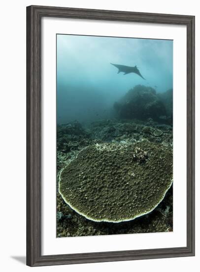 A Manta Ray Swimming Through a Current-Swept Channel in Indonesia-Stocktrek Images-Framed Photographic Print