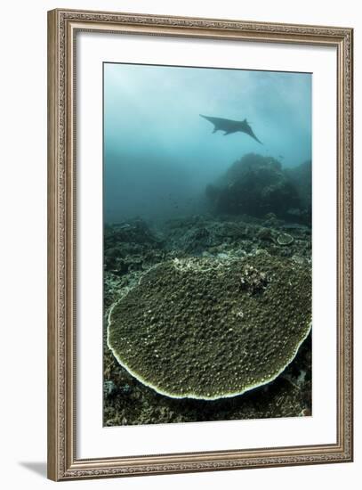 A Manta Ray Swimming Through a Current-Swept Channel in Indonesia-Stocktrek Images-Framed Photographic Print