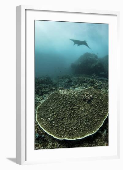 A Manta Ray Swimming Through a Current-Swept Channel in Indonesia-Stocktrek Images-Framed Photographic Print