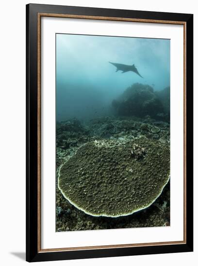 A Manta Ray Swimming Through a Current-Swept Channel in Indonesia-Stocktrek Images-Framed Photographic Print