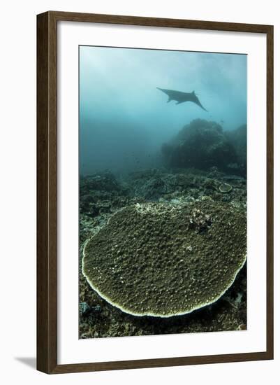 A Manta Ray Swimming Through a Current-Swept Channel in Indonesia-Stocktrek Images-Framed Photographic Print