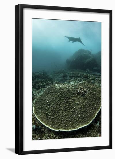 A Manta Ray Swimming Through a Current-Swept Channel in Indonesia-Stocktrek Images-Framed Photographic Print