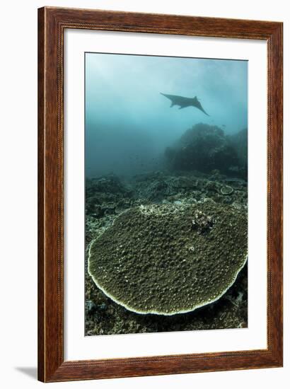 A Manta Ray Swimming Through a Current-Swept Channel in Indonesia-Stocktrek Images-Framed Photographic Print