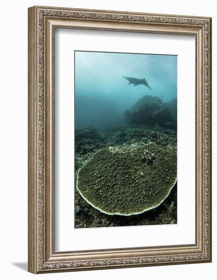 A Manta Ray Swimming Through a Current-Swept Channel in Indonesia-Stocktrek Images-Framed Photographic Print