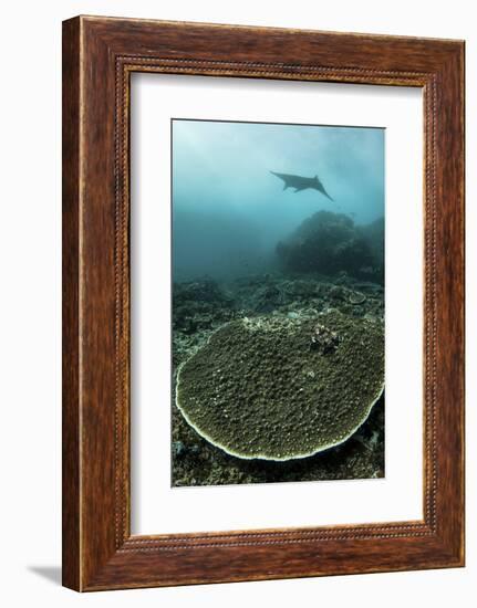 A Manta Ray Swimming Through a Current-Swept Channel in Indonesia-Stocktrek Images-Framed Photographic Print